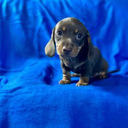 Bella - Chocolate and tan female Dachshund puppy in Stilwell, Oklahoma from Ross Ranch Dachshunds