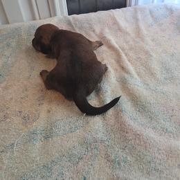 Red - Red female Dachshund puppy in Crab Orchard, Kentucky from Lucy’s legacy dachshunds