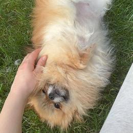 Trixie - Orange sable female Pomeranian puppy in New York from Willow Dove Pugs