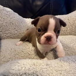 Boy 2 - Red male Boston Terrier puppy in Brookville, Ohio from Best Friend Bostons