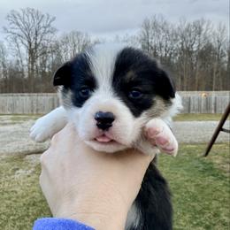Arctic Hare - Black and tan male Pembroke Welsh Corgi puppy in Ashland, Ohio from SS Australian Shepherds