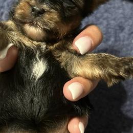 Yorkshire Terriers from A&K Yorkies