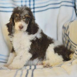 Honey - Parti female Poodle puppy in Delta, Colorado from PTK Ranch