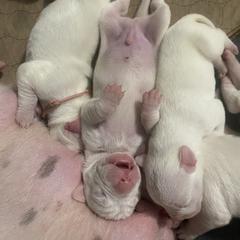 Female 3 - White female Dogo Argentino puppy in Winter Haven, Florida from Wayward’s Dogos and Spellbound Greyhounds