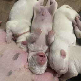 Female 3 - White female Dogo Argentino puppy in Winter Haven, Florida from Wayward’s Dogos and Spellbound Greyhounds