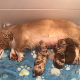 Dachshund puppies from Jensen Dobermans and Dachshunds