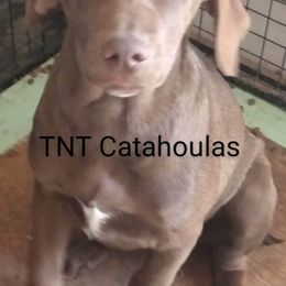 Cinnamon Girl - Red Catahoula Leopard Dog puppy in Pavillion, Wyoming from TNT Catahoulas