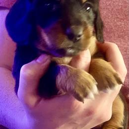 Ebony - Black and tan female Dachshund puppy in Pennsville, New Jersey from Bay Acres Dachshunds
