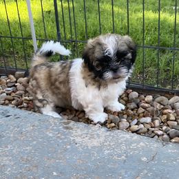 Shih Tzu Puppies from Willow Lane Shih Tzus