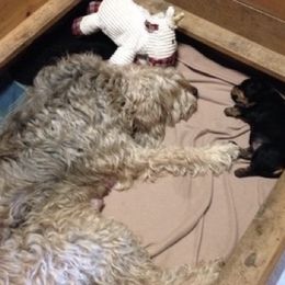 Otterhound Puppies from Riverrun Otterhounds