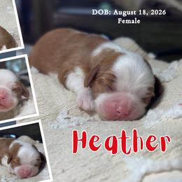 Heather - Blenheim female Cavalier King Charles Spaniel puppy in El Dorado Springs, Missouri from Cavish's Missouri Cavaliers, Cavapoos, and Miniature Poodles