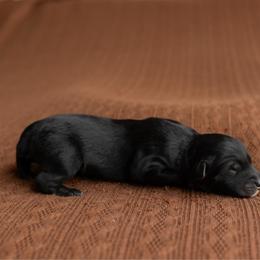 Americano - Black tri-color male Australian Shepherd puppy in Kathleen, Georgia from CM Farm