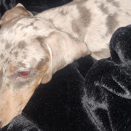 Dachshunds from Cave Valley Hounds