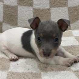 Blue Duck - White and silver male Teddy Roosevelt Terrier puppy in Farmersville, Texas from The Oasis Teddy Roosevelt Terriers