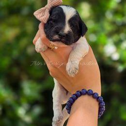 Cassini - Black and white female Aussiedoodle puppy in Centreville, Mississippi from Trin's Designer Doodles