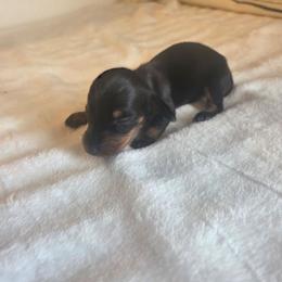 Tinker - Black and tan female Dachshund puppy in Springtown, Texas from Hamm's Sausage Dachshunds