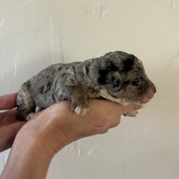 Summer - Blue merle female Bernedoodle puppy in Payson, Utah from Country Sky Doodles