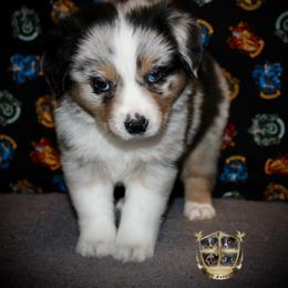 Cupid - Blue merle male Miniature Australian Shepherd puppy in El Dorado Springs, Missouri from HP Aussie Kennels