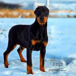 Ivy - Black and rust female Doberman Pinscher puppy in China Township, Michigan from Snell's Superior Kennel Dobermann & GSP