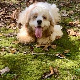 Flower - Cocker Spaniel