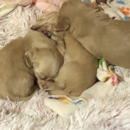 Dachshund Puppies from Brydox