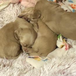 Dachshund Puppies from Brydox
