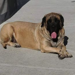 Mastiff All Grown Up from Eagle Clan Mastiffs