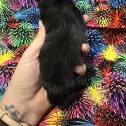 Batman - Black male Pomeranian puppy in Calhoun, Louisiana from Cheyenne’s Pups