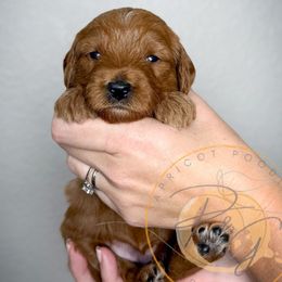 Jan (yellow collar) - Apricot female Goldendoodle puppy in Murrieta, California from Apricot Poodles & Goldendoodles, LLC