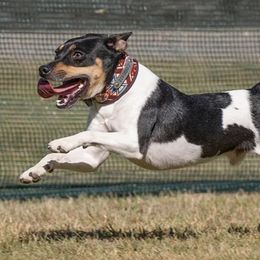 Rat Terriers from Cryptic Rat Terriers