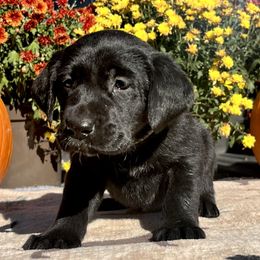 Black Girl White Collar - Black female Labrador Retriever puppy in Ozark, Arkansas from Middle Ridge Retrievers