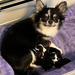 Chihuahua Puppies from Rossmoyne Chihuahuas