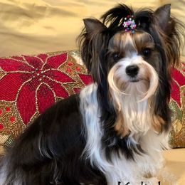 Kalinka  - Biewer Terrier