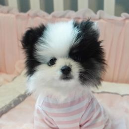 Elsa - Pomeranian