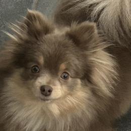Pomeranians from Pristine Poms