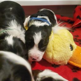English Springer Spaniel Puppies from Maple Hill Farm English Springer Spaniels