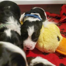 English Springer Spaniel Puppies from Maple Hill Farm English Springer Spaniels