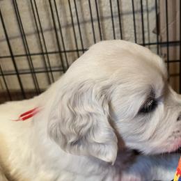 Golden Retriever Puppies from Dale Hollow Goldens