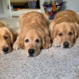 Golden Retrievers from Meadowbrook Goldens