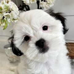 Mal-Shi Puppies from Malshipoos