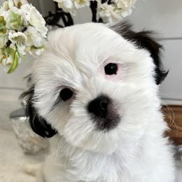 Mal-Shi Puppies from Malshipoos
