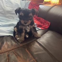 Black face - Black and tan male Yorkshire Terrier puppy in Shawnee, Kansas from Shay’s Yorkies