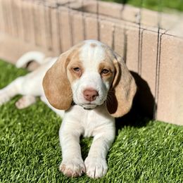 Hope- Black Collar - Lemon and white female Beagle puppy in Las Vegas, Nevada from Hound Kings