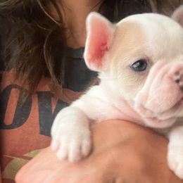 Faith - Cream French Bulldog puppy in Sonoma, California from Wrinkle Boss FrenchBulldogs