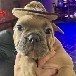 Walter - Blue fawn male French Bulldog puppy in Pine Township, Pennsylvania from BlueCairo Frenchies