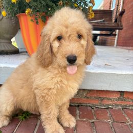 Liberty - Cream male Goldendoodle puppy in Pensacola, Florida from Goldendoodles Love You in Pensacola Friend Edition