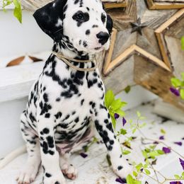 Dalmatian Puppies from Smart Dalmatians