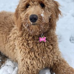 Goldendoodle All Grown Up from Island 7 Goldendoodles