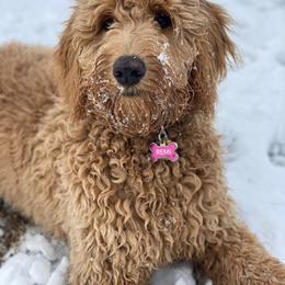Goldendoodle All Grown Up from Island 7 Goldendoodles