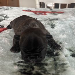 Poppy - Brindle and white female French Bulldog puppy in Alabama from Southern Bulldogs